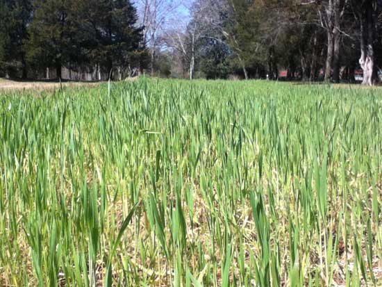 winter wheat grown by hand